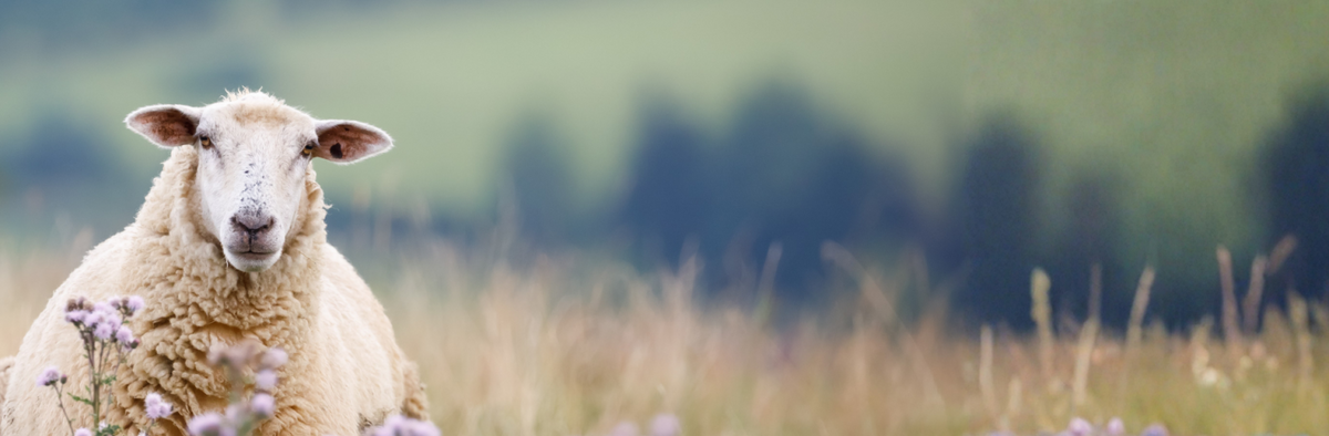 Get Turnout Ready - Preparing Your Fields for April Grazing