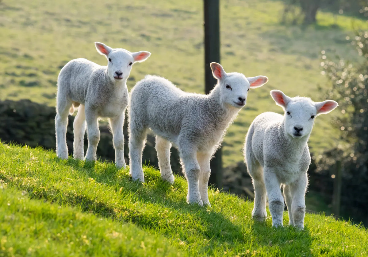 Essential Lambing Tips: A Guide for a Successful Season