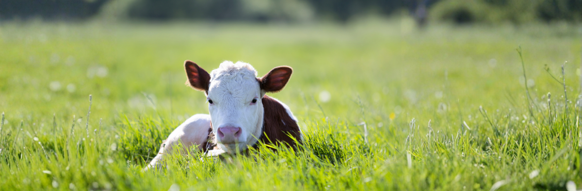 Getting Ready for Spring Calving: What Really Matters
