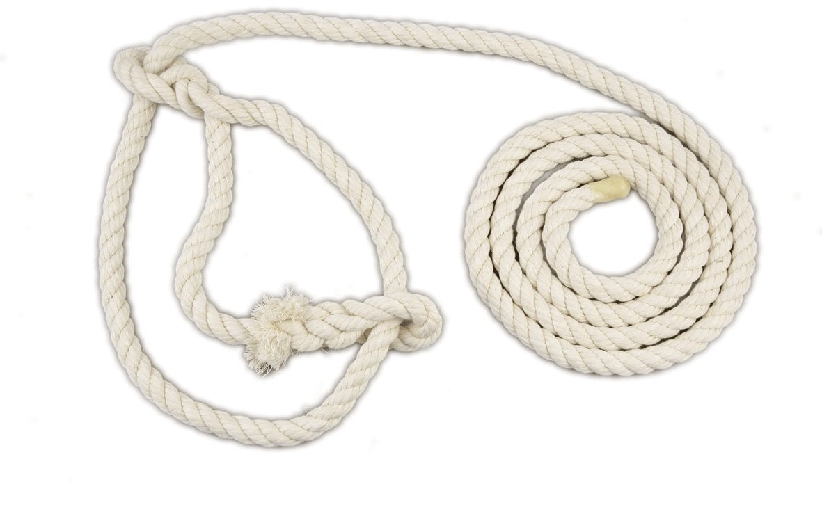 Halter Cattle - Cotton