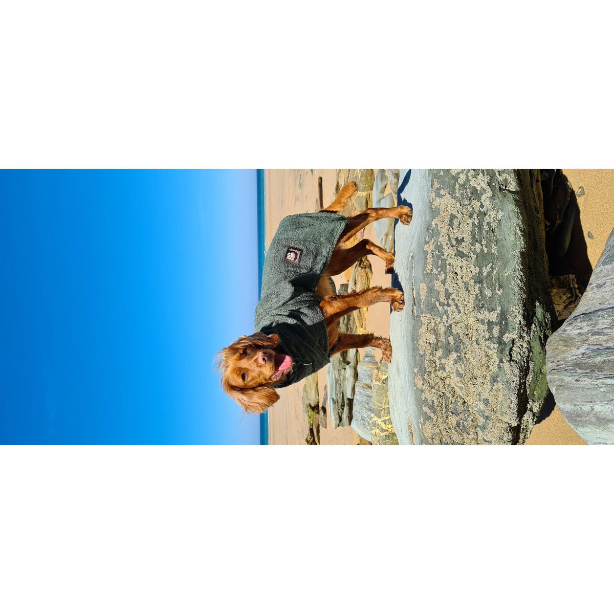Towelling Dog Robe Green