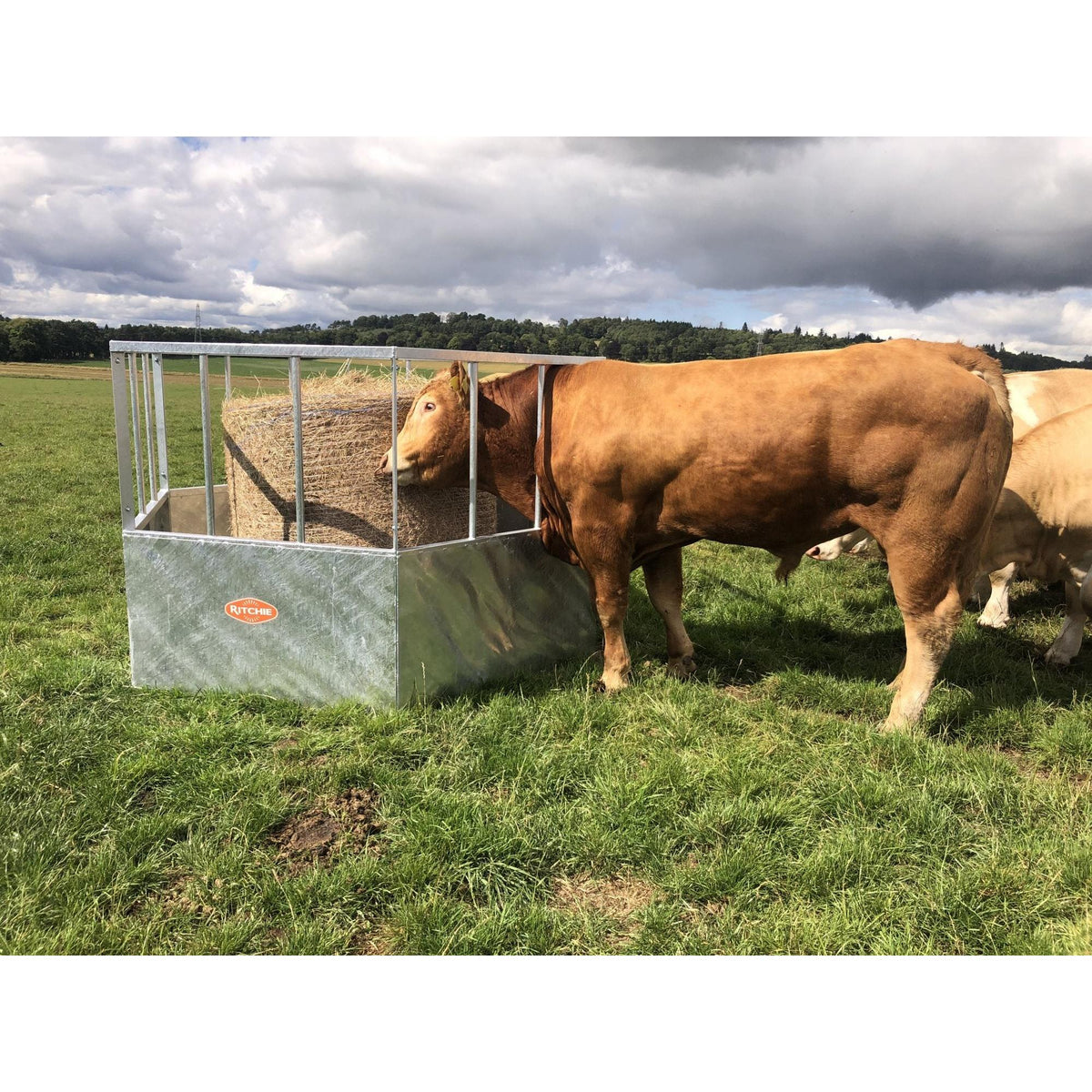 Hexagonal Feed Ring Cattle H/D Ritchie