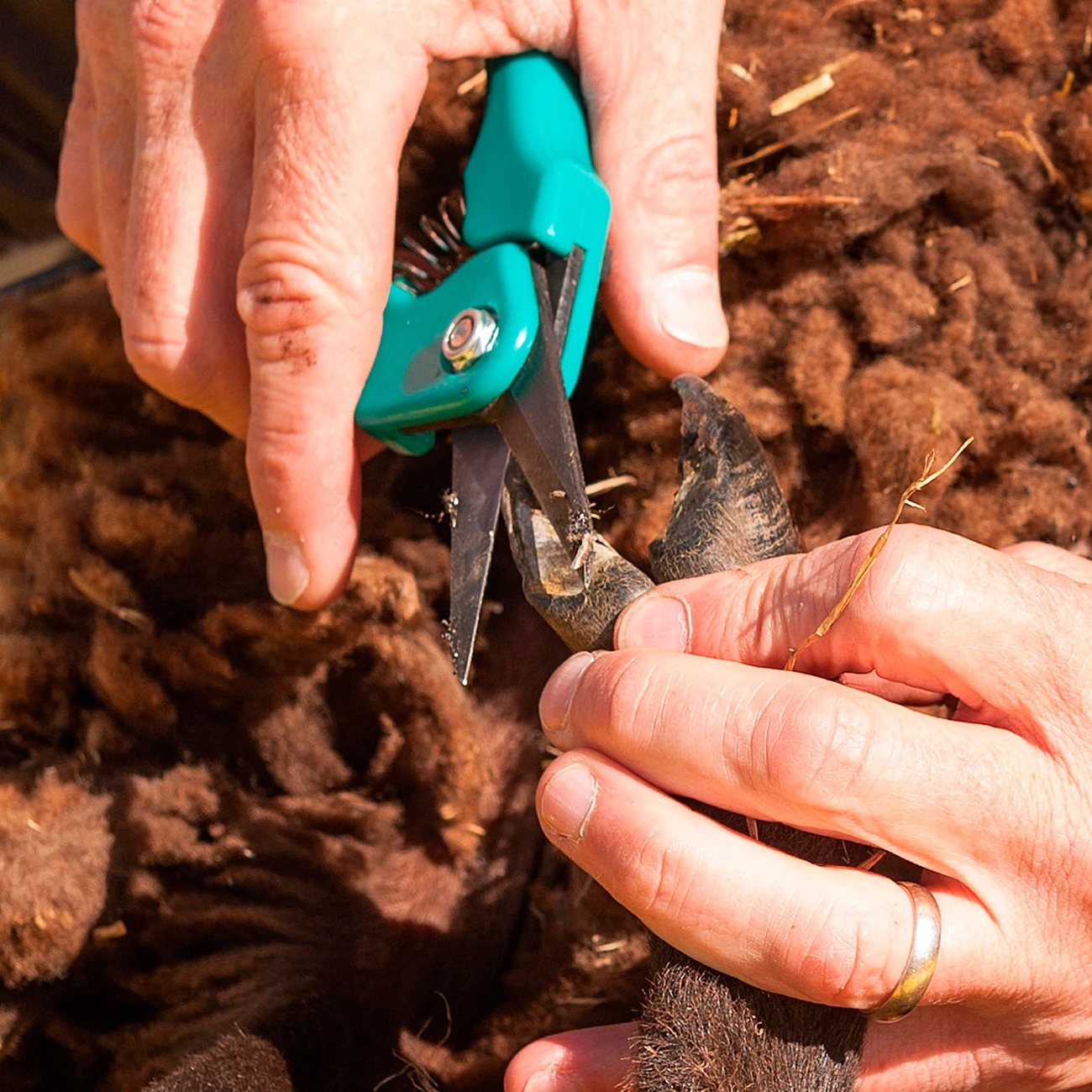 B&B Footrot Shears - Lamb Supersharp