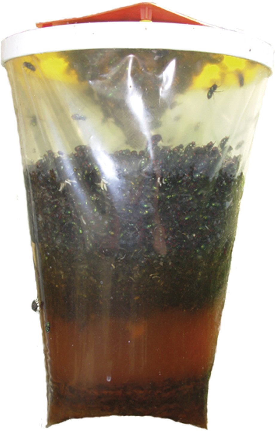 Redtop Fly Trap
