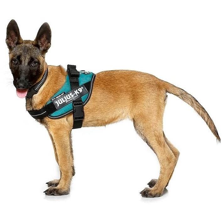 Julius K9 IDC Dog Powerharness