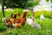 Hampton LHT15/160/7.5 Poultry Net - 50m