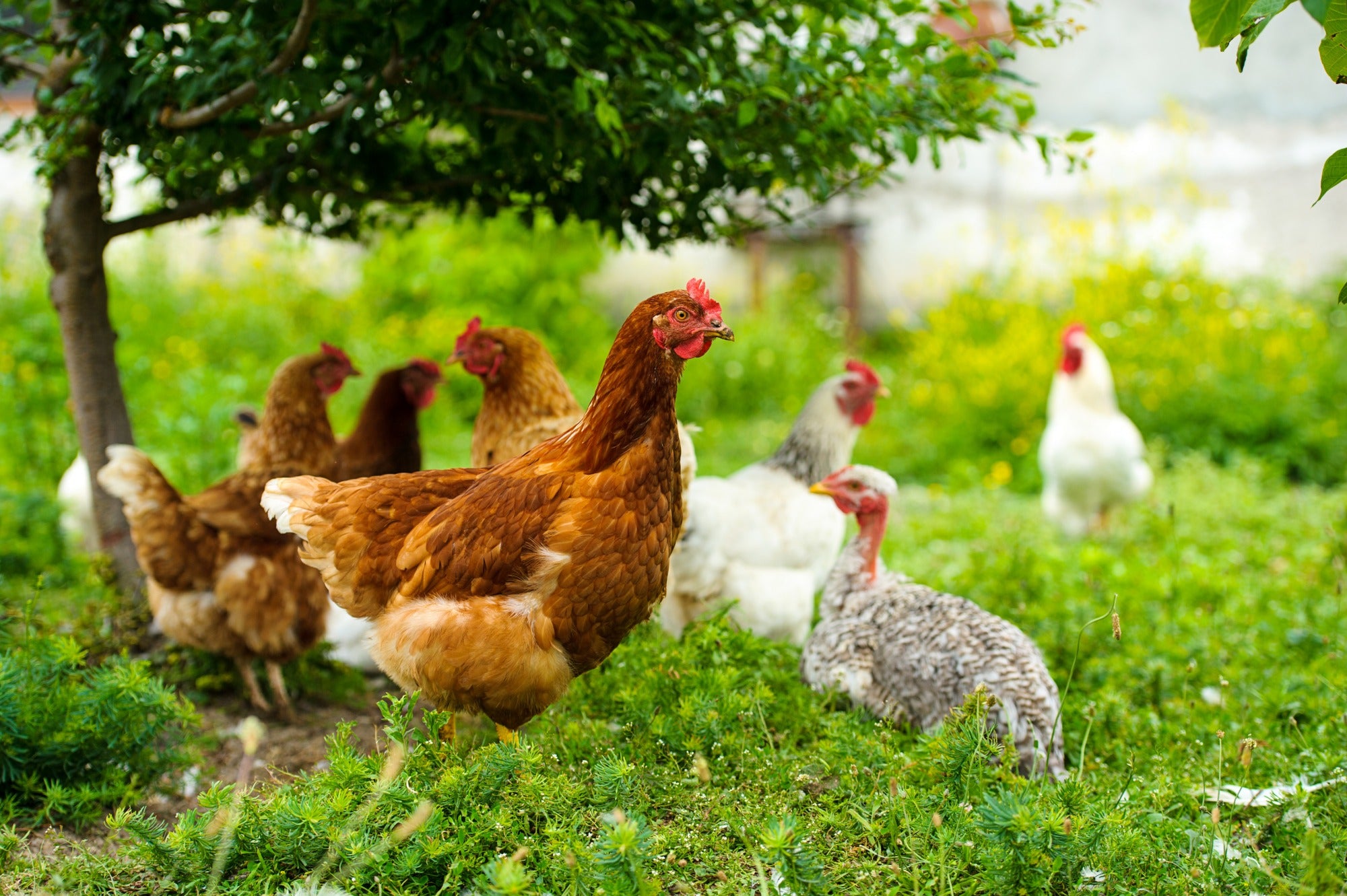 Hampton LHT15/160/7.5 Poultry Net - 50m