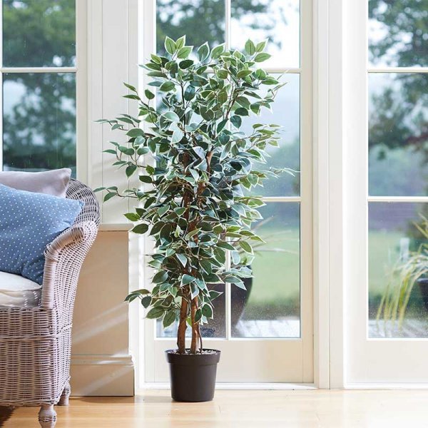 SG Weeping Fig