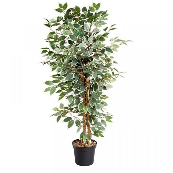 SG Weeping Fig