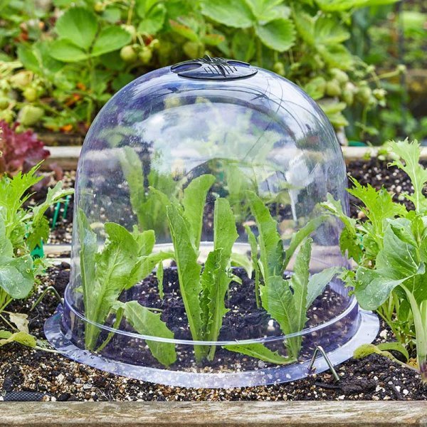 SG Bell Cloche