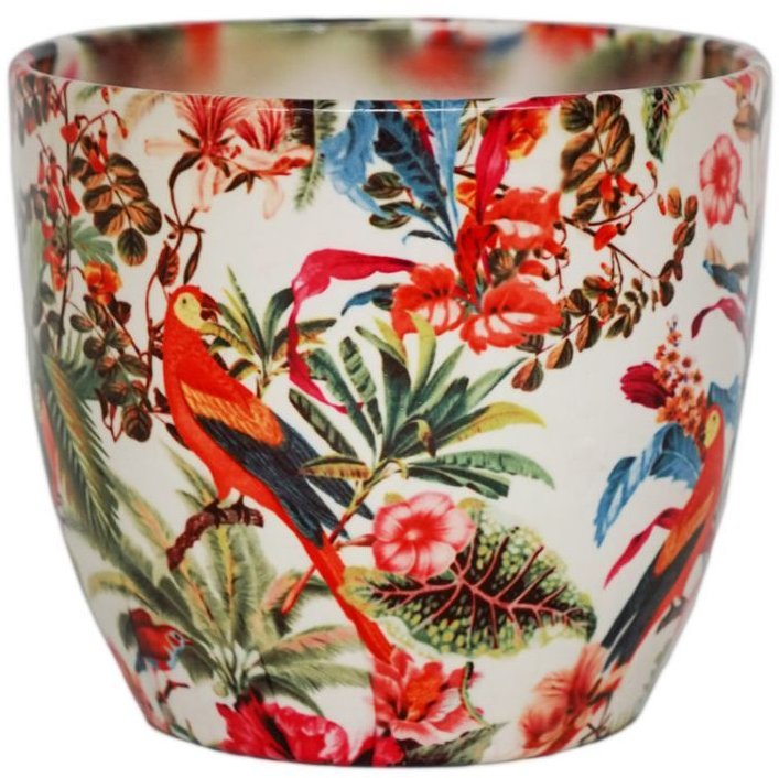 Ivyline Monza Tropical - 15.5cm