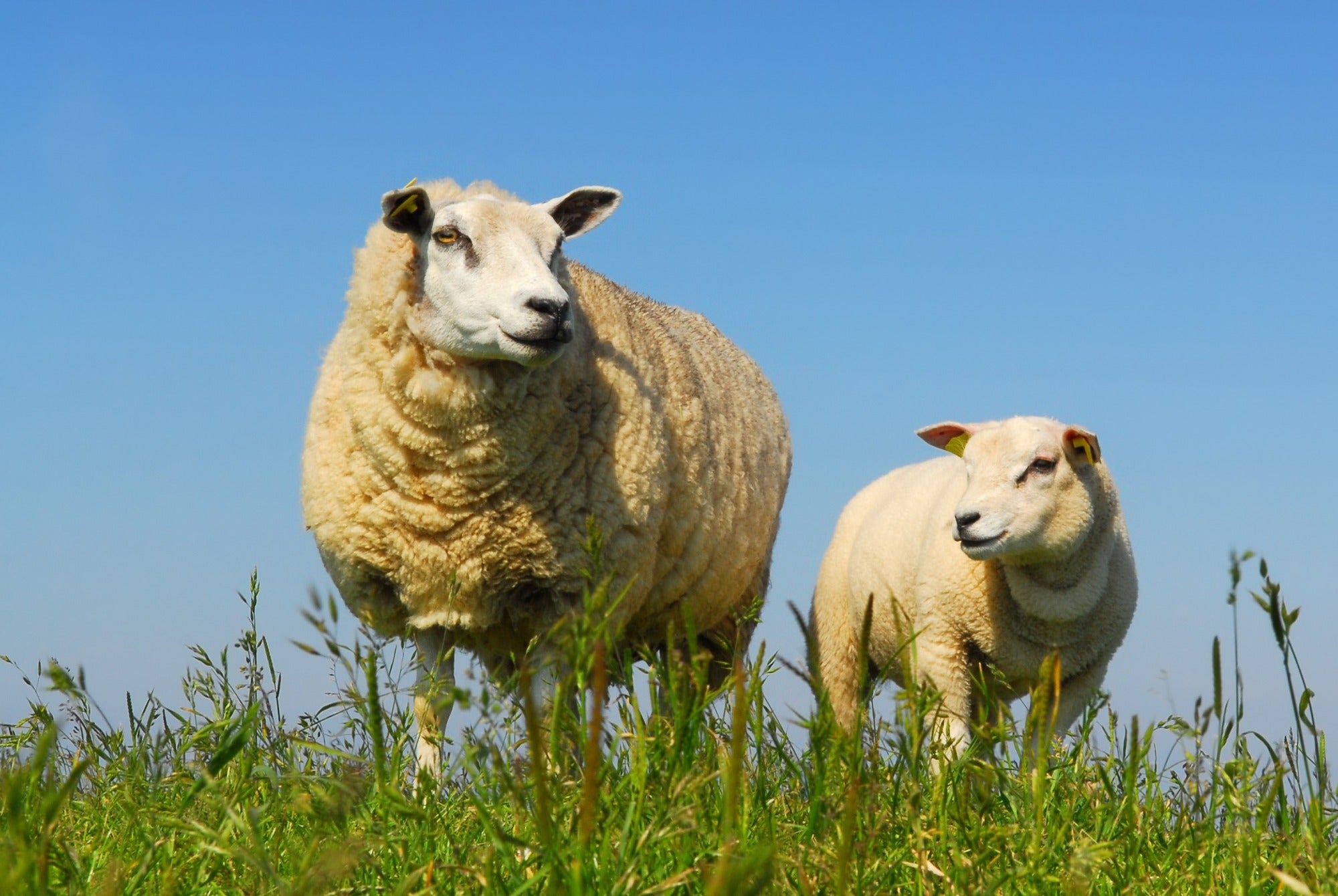 Supreme Ewe Nuts & Rolls