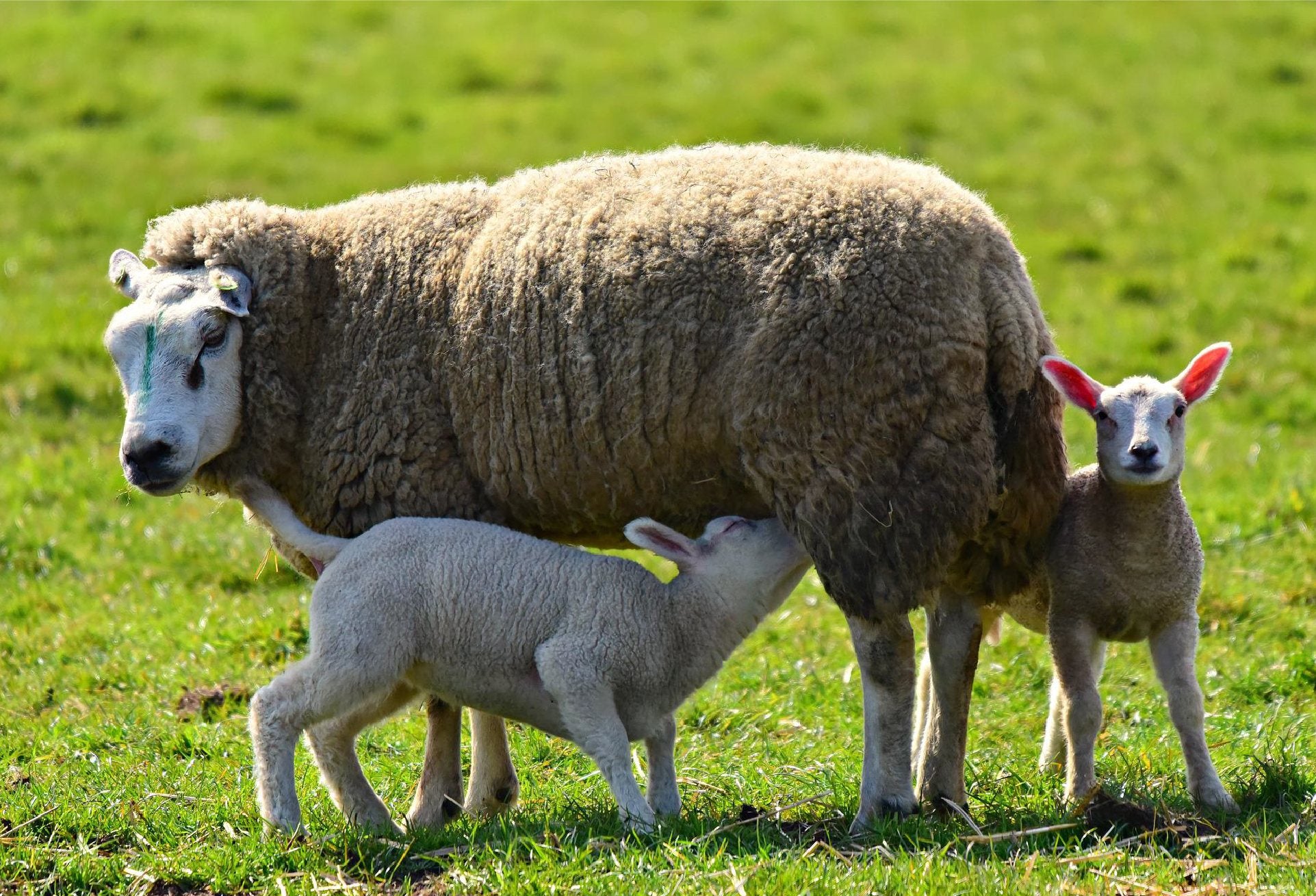 Super Ewe Nuts & Rolls