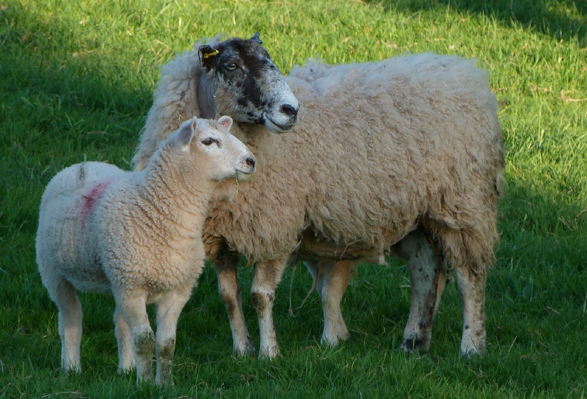 Ewe & Lamb Nuts