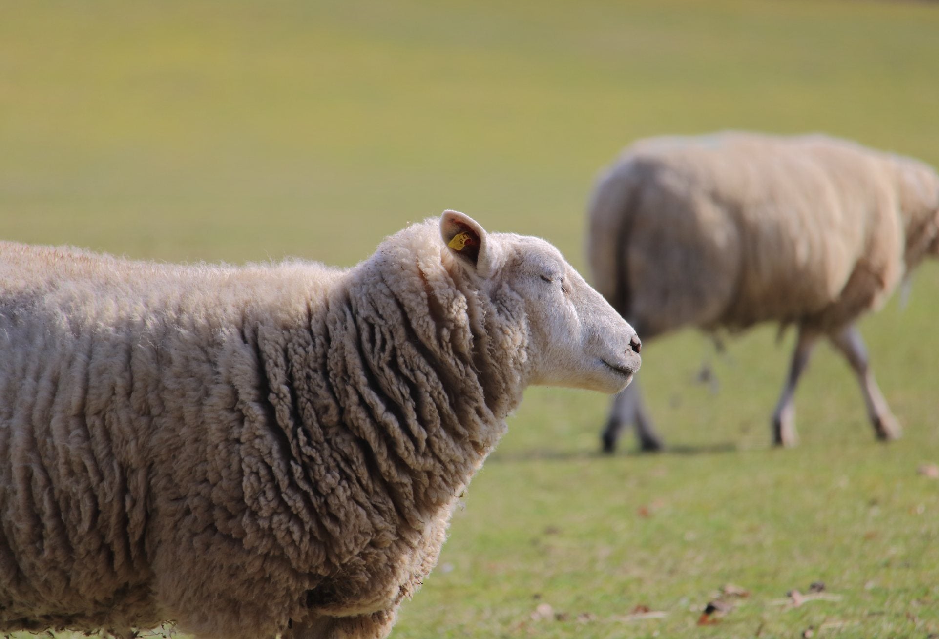 Ewe Concentrate Pellets