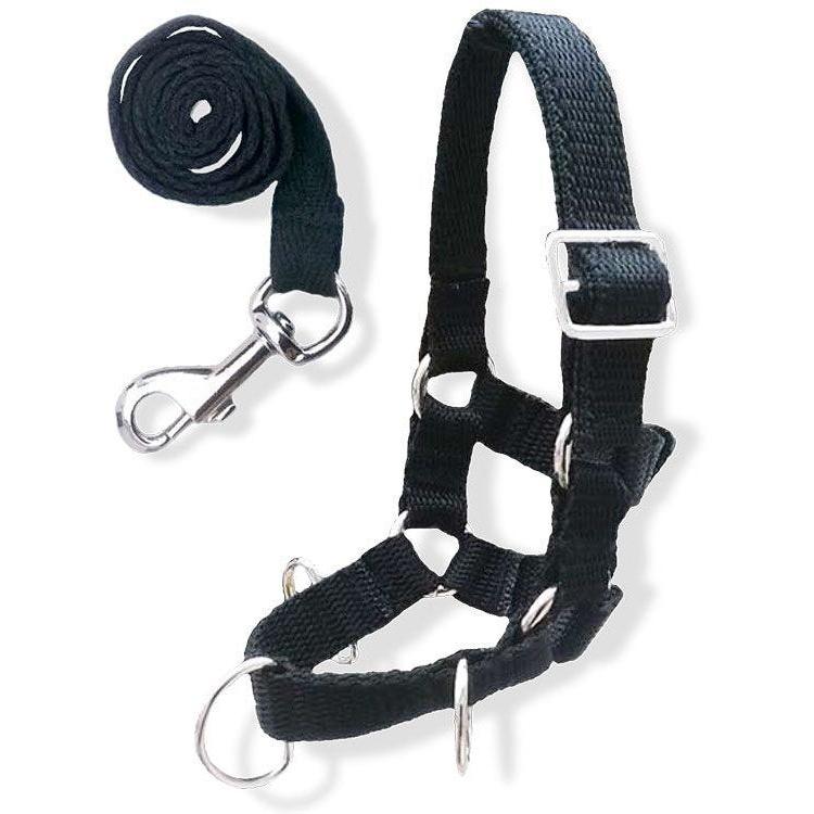 Crafty Ponies Lunge Set