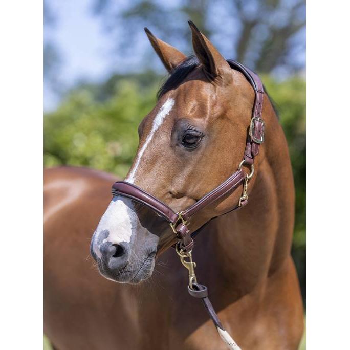 LeMieux Anatomic Headcollar