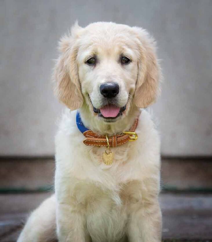 Shires Digby & Fox Reflective Dog Collar
