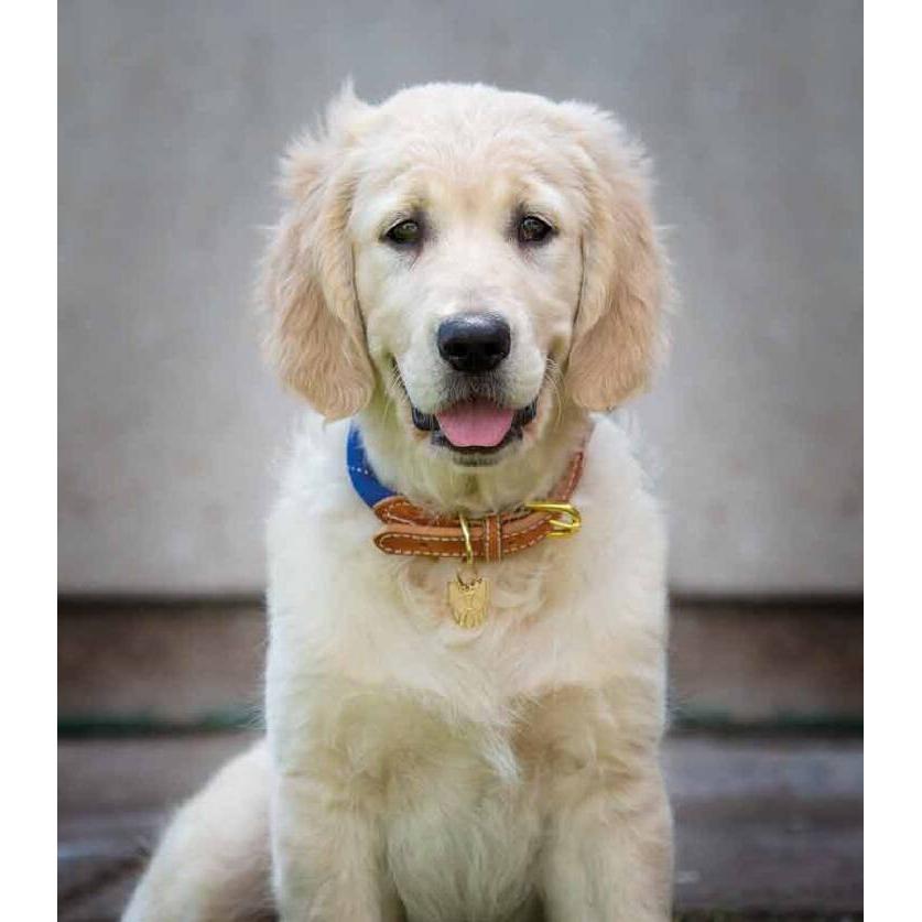 Shires Digby & Fox Reflective Dog Collar