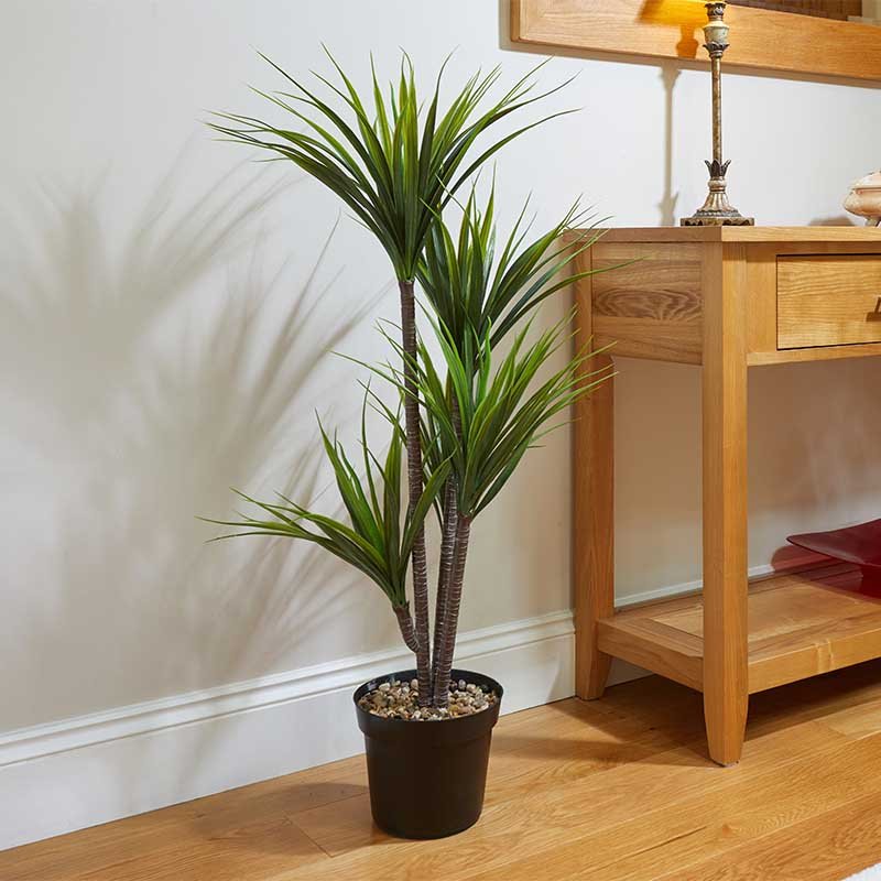 SG Dragon Tree