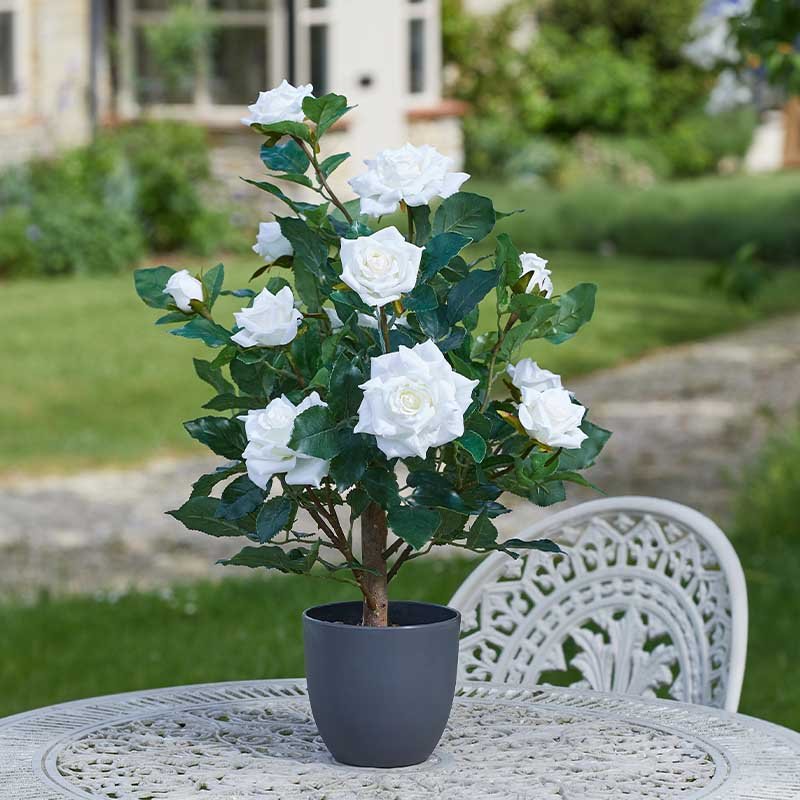 SG Regent's Rose - 60cm
