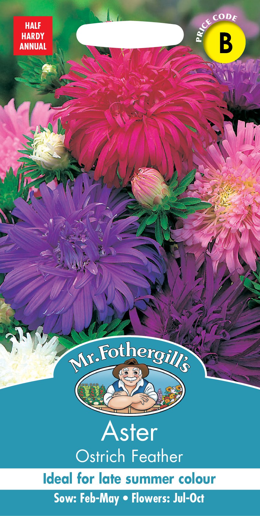 Fothergills Aster Ostrich Feather