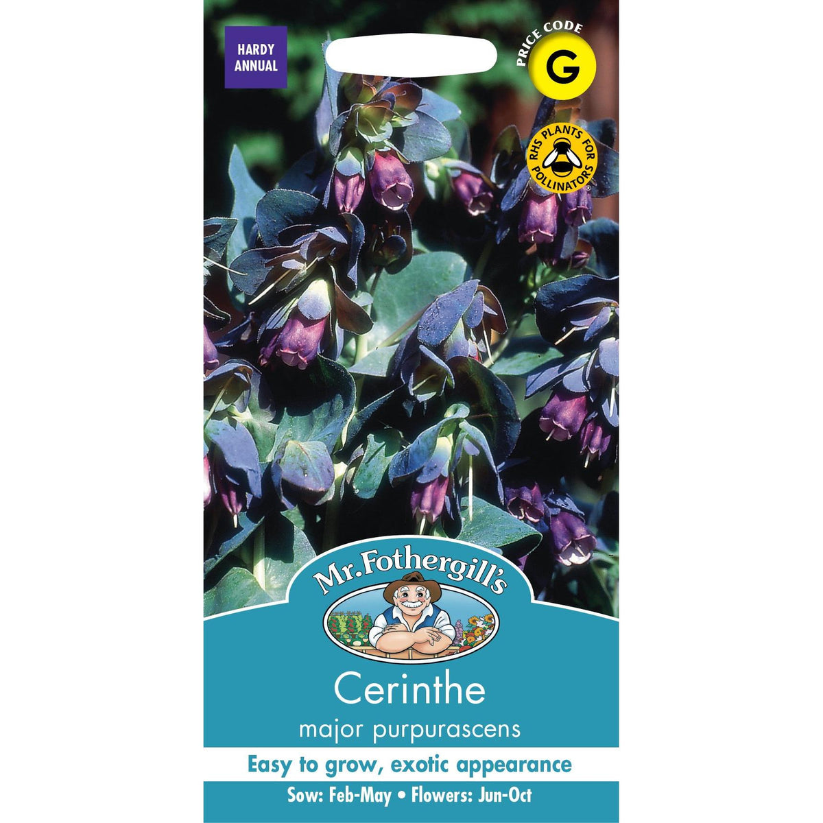 Fothergills Cerinthe Major Purpurascens