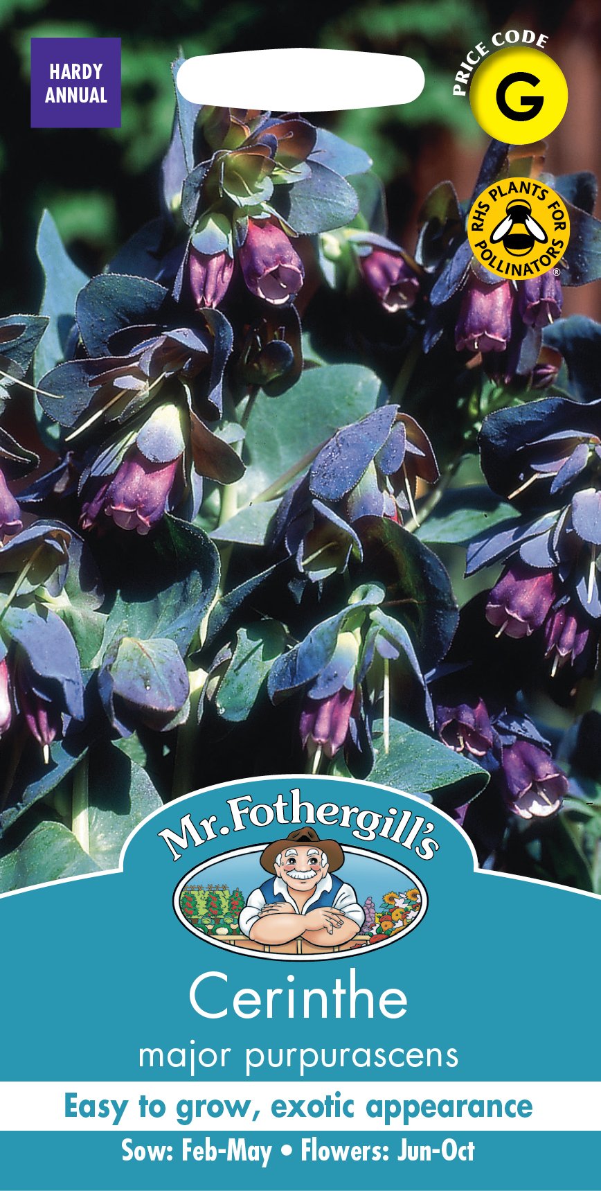 Fothergills Cerinthe Major Purpurascens