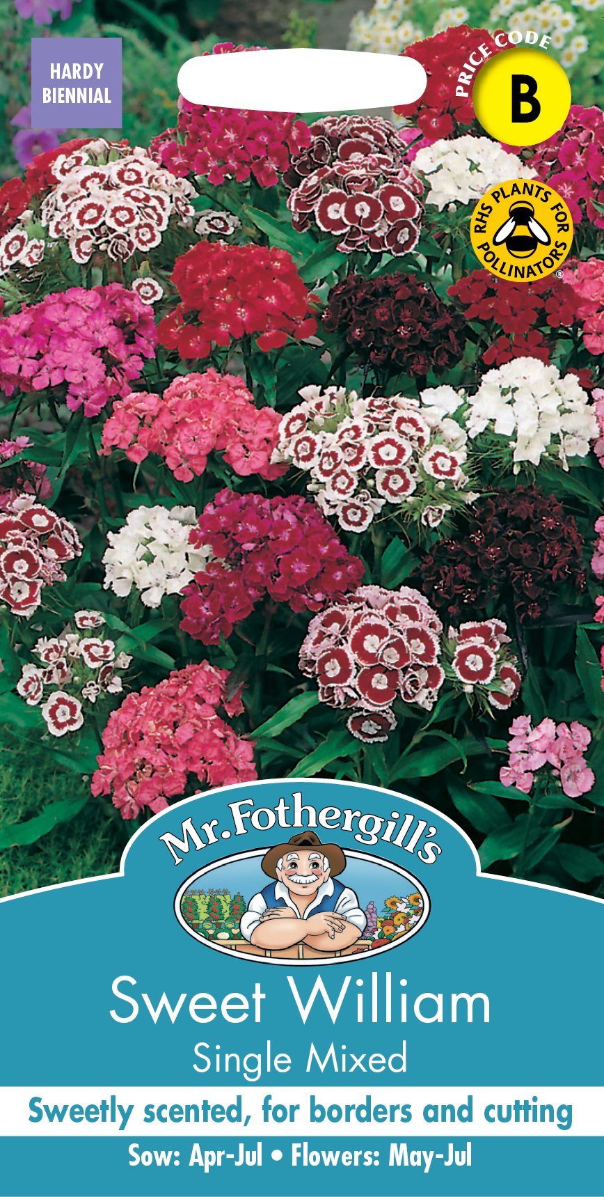 Fothergills Sweet William Single Mixed