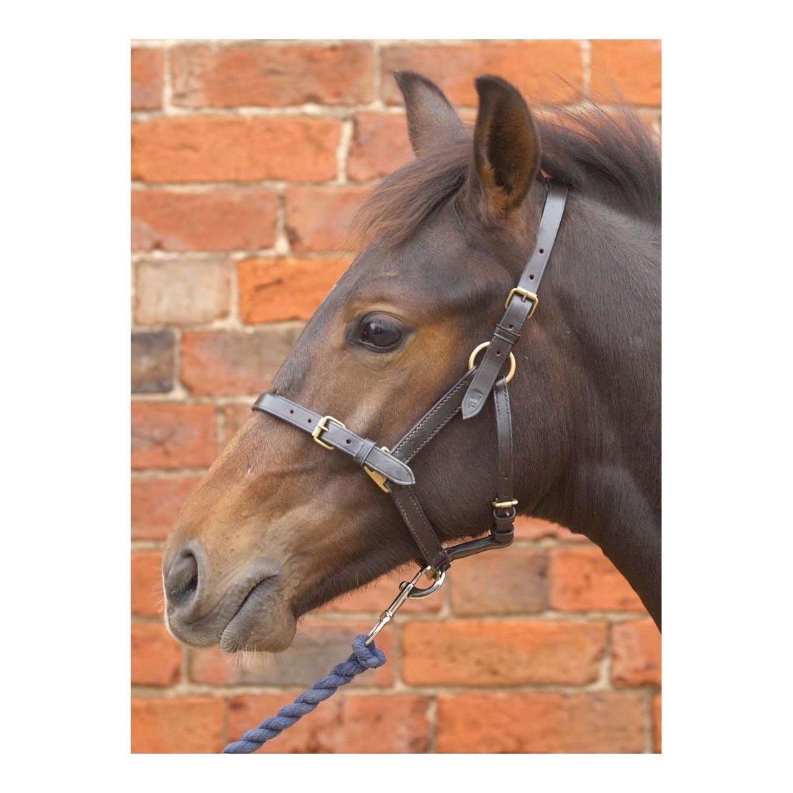 Leather Foal Headcollar