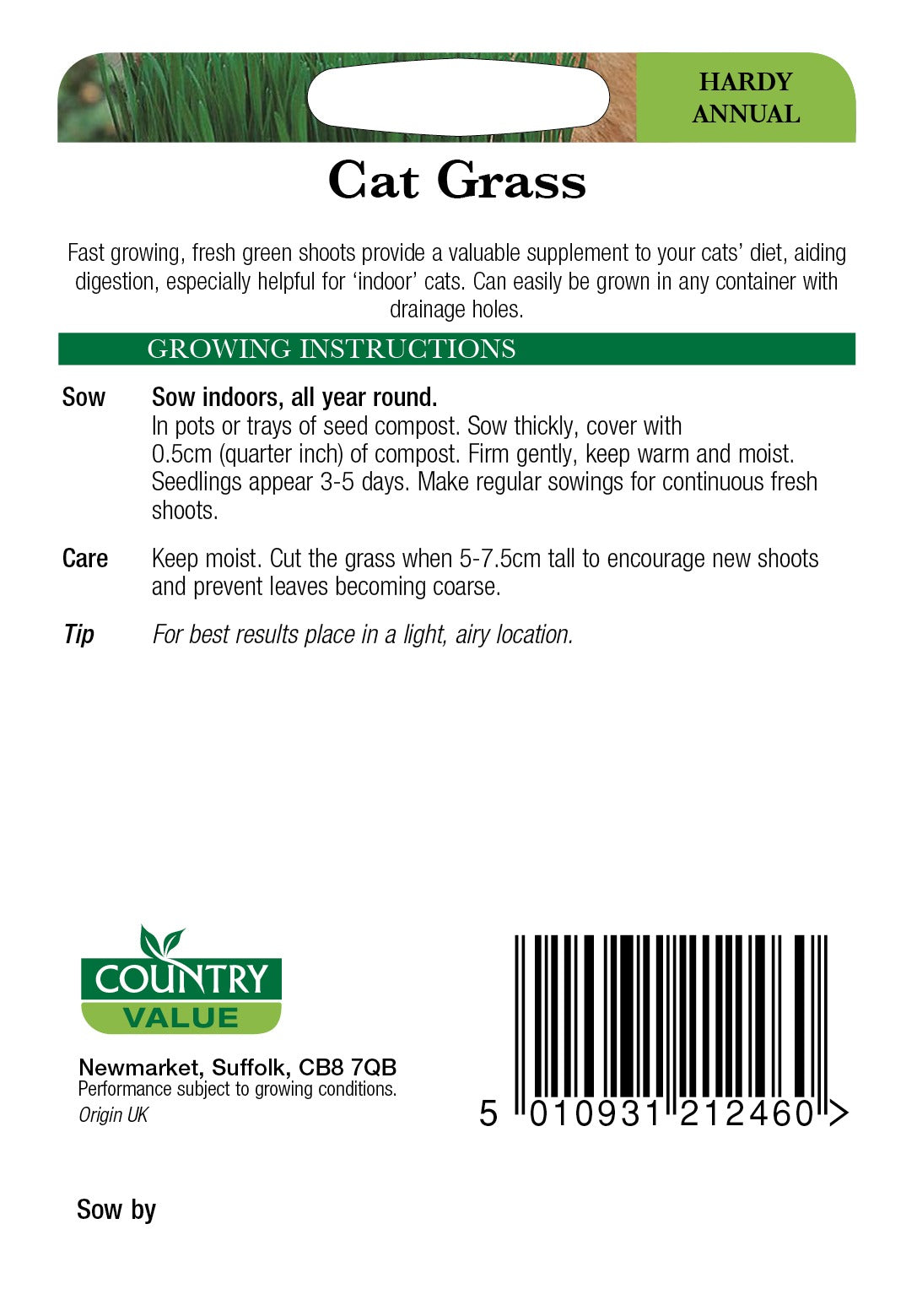 Cat Grass Cv Seeds
