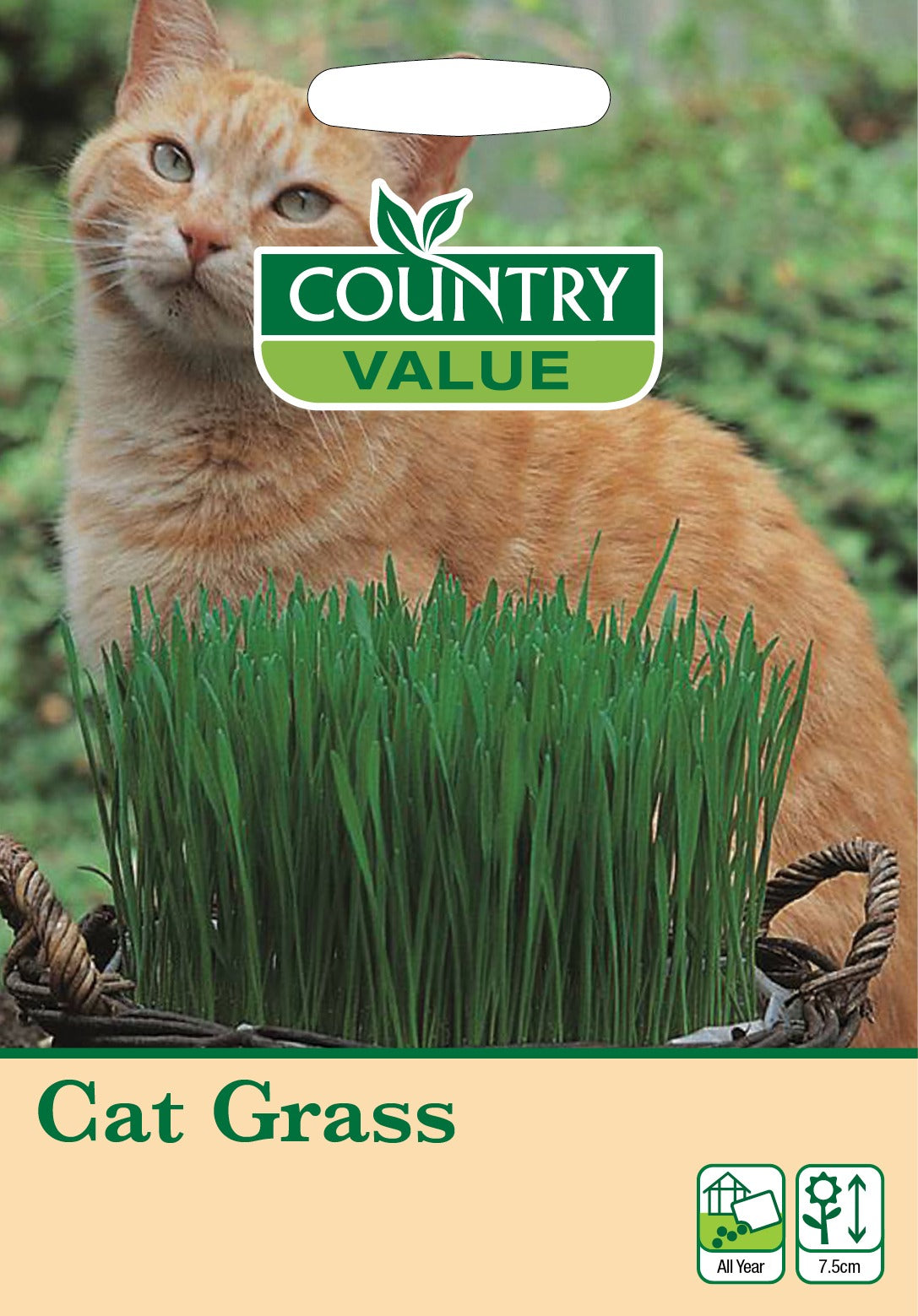 Cat Grass Cv Seeds