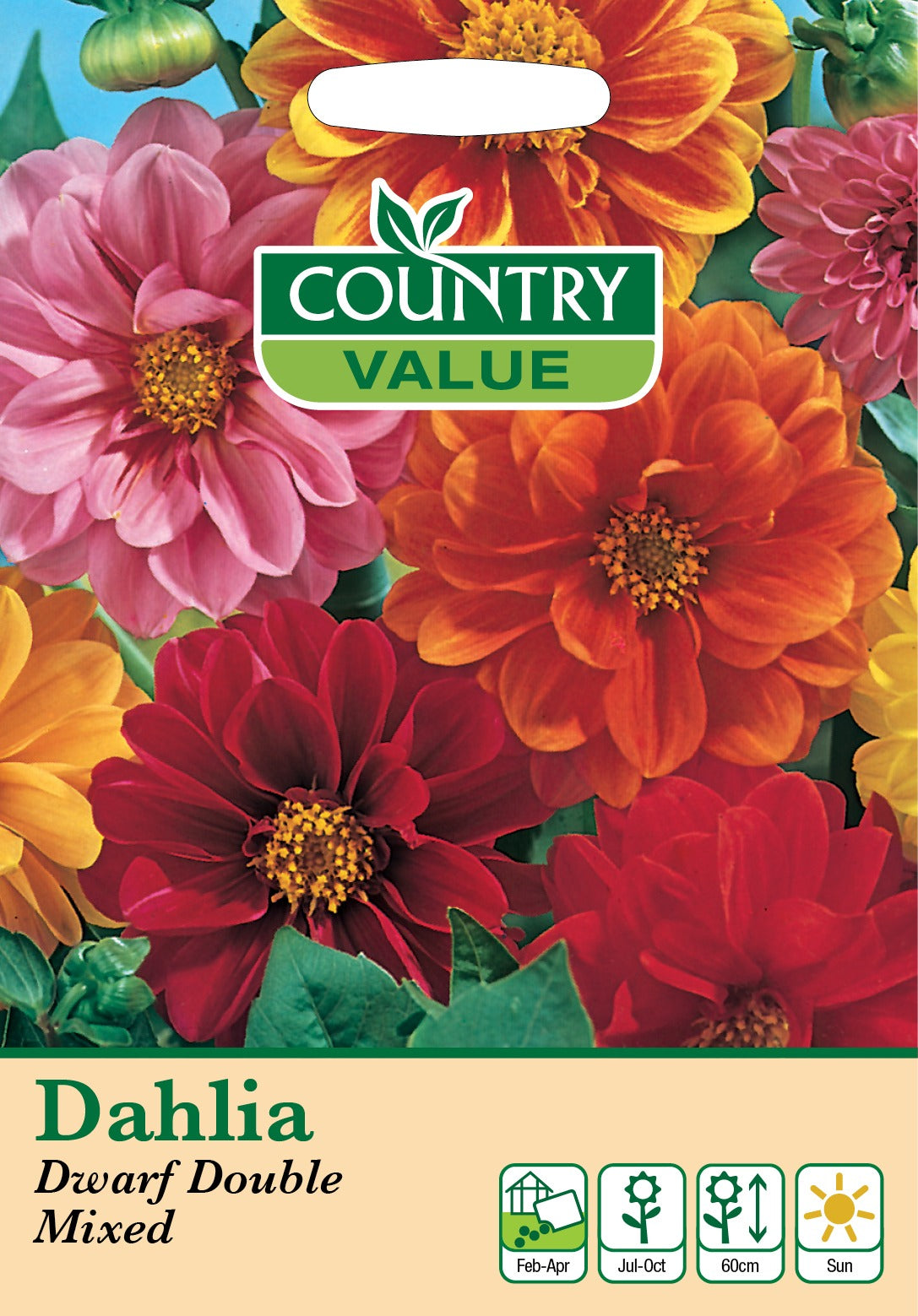 Dahlia Dwarf Double Mixed Cv Seeds