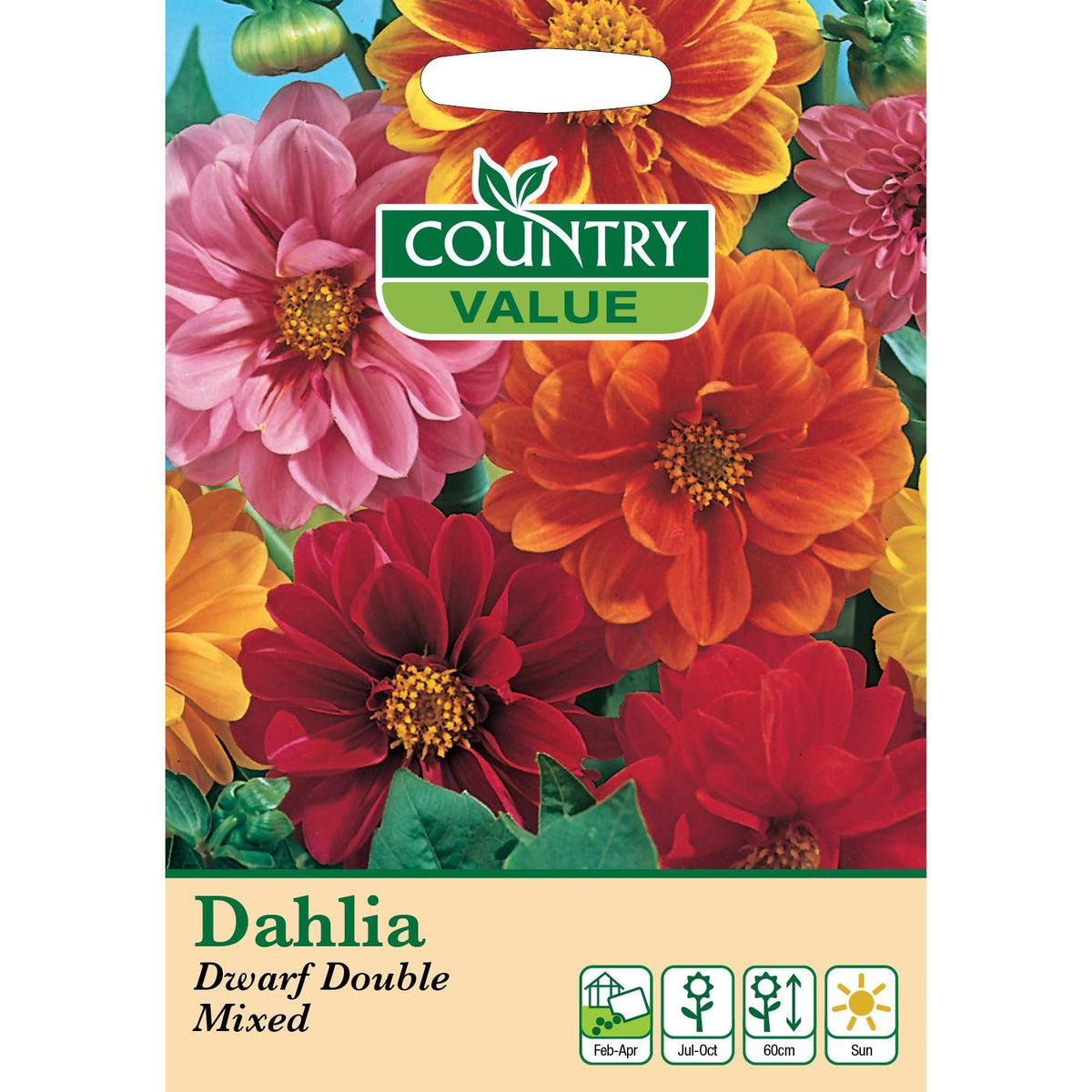 Dahlia Dwarf Double Mixed Cv Seeds