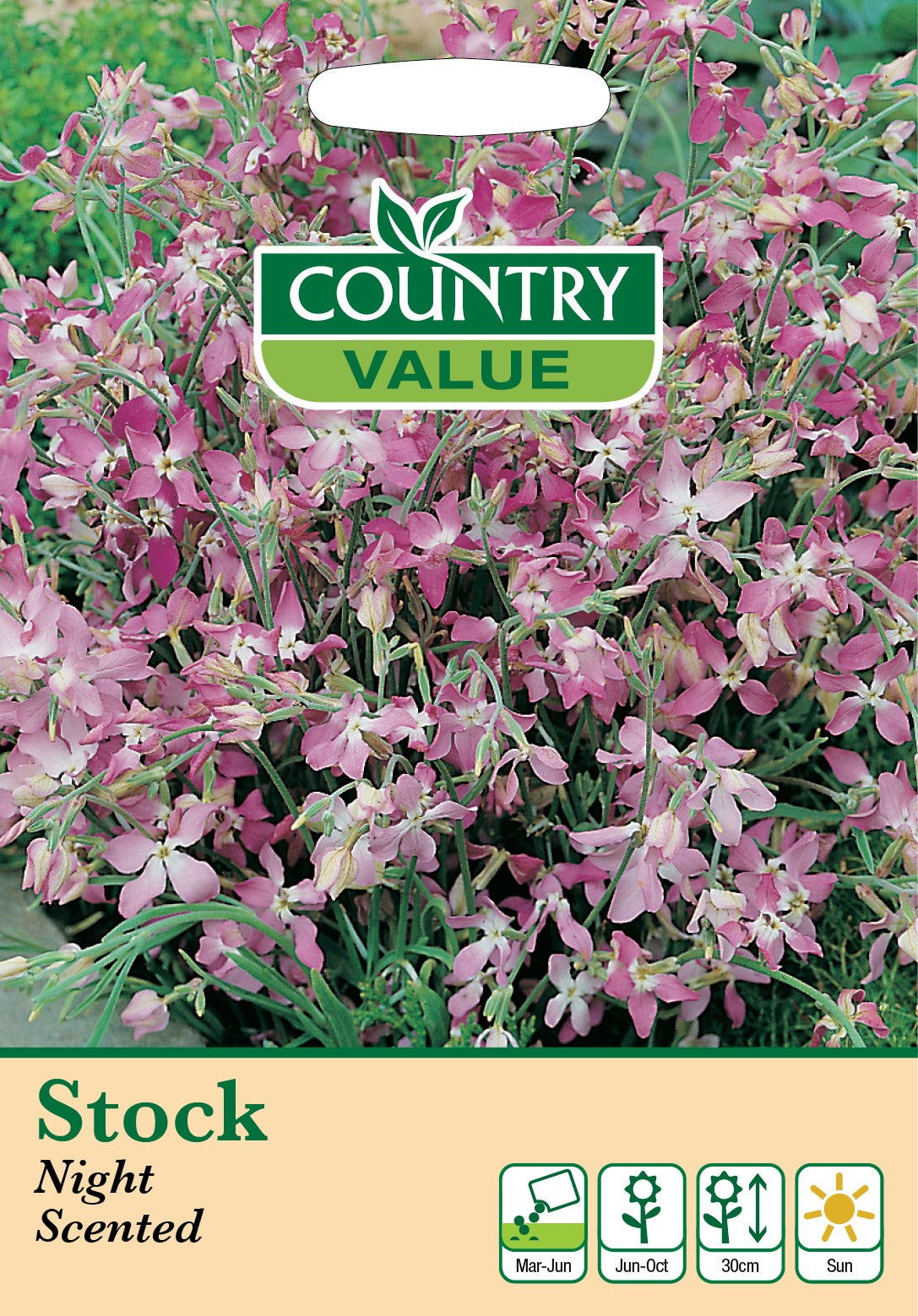 Stock Night Scented C V Seeds