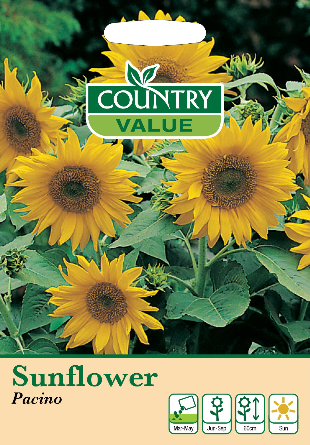 Sunflower Pacino C V Seeds