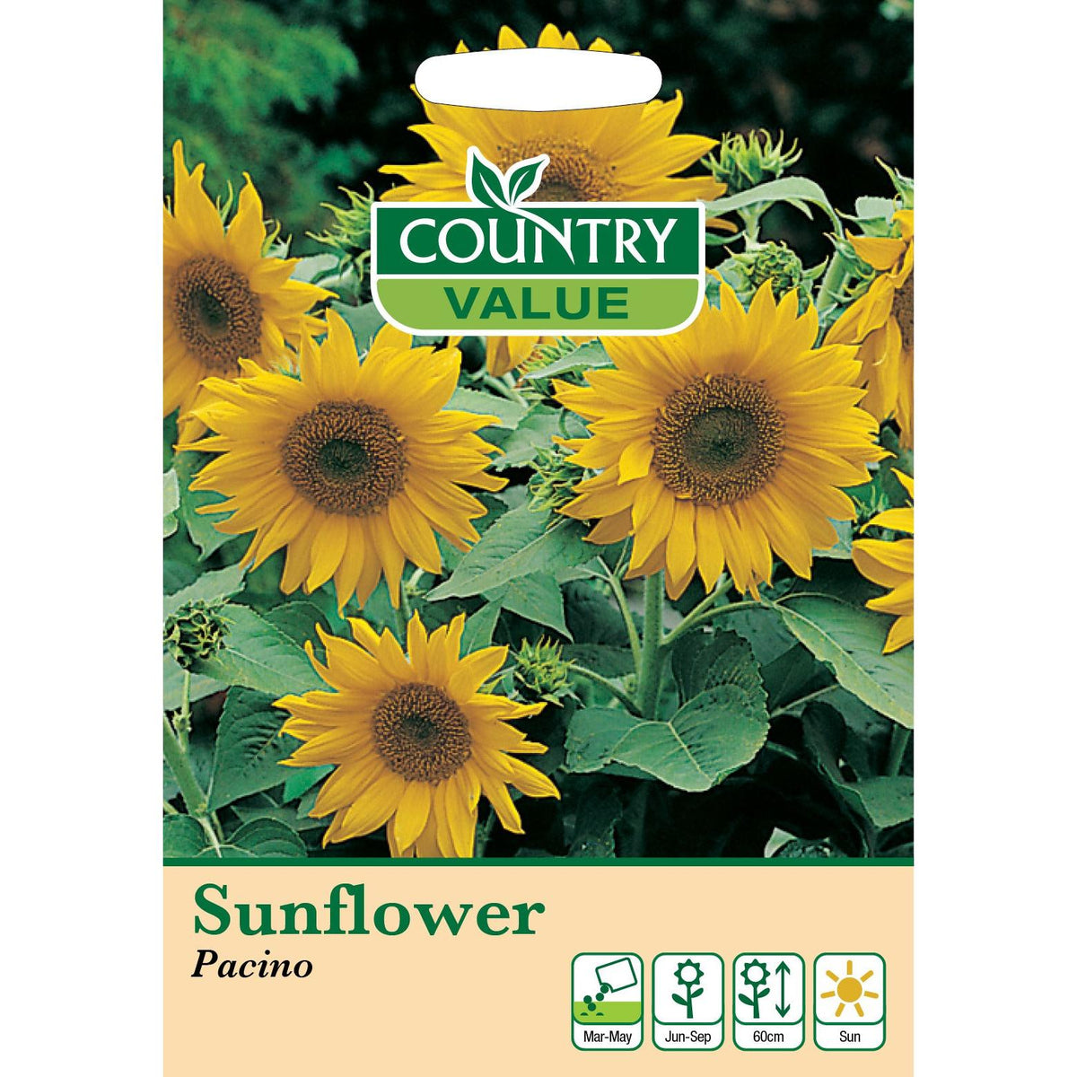 Sunflower Pacino C V Seeds