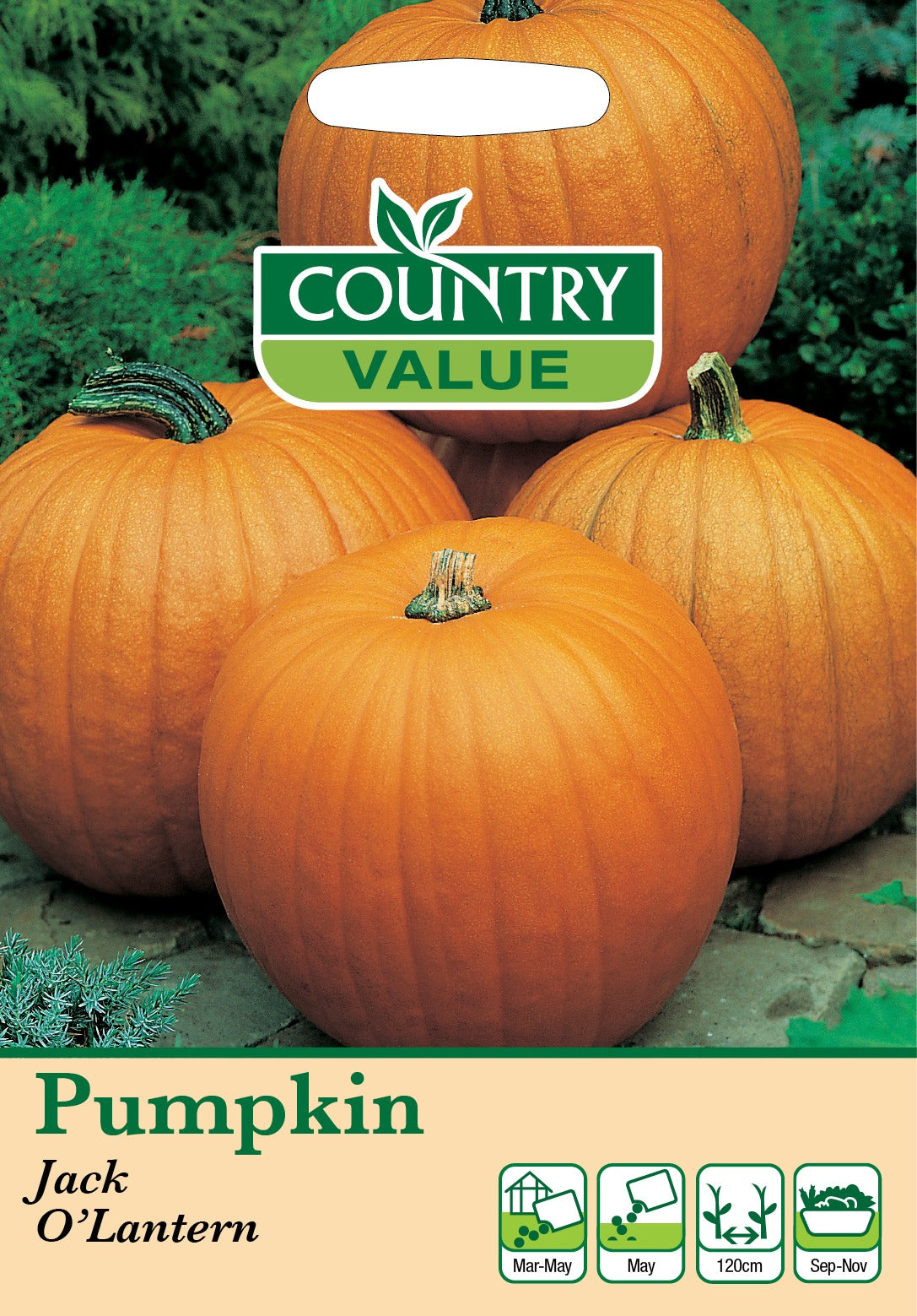 Pumpkin Jack O Lantern C V Seeds