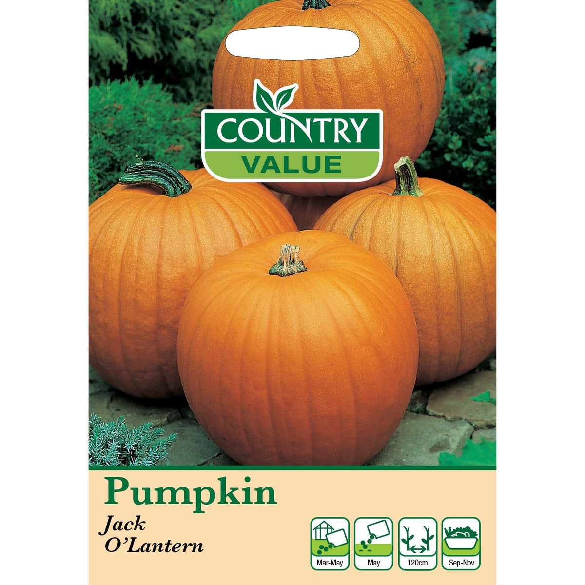 Pumpkin Jack O Lantern C V Seeds