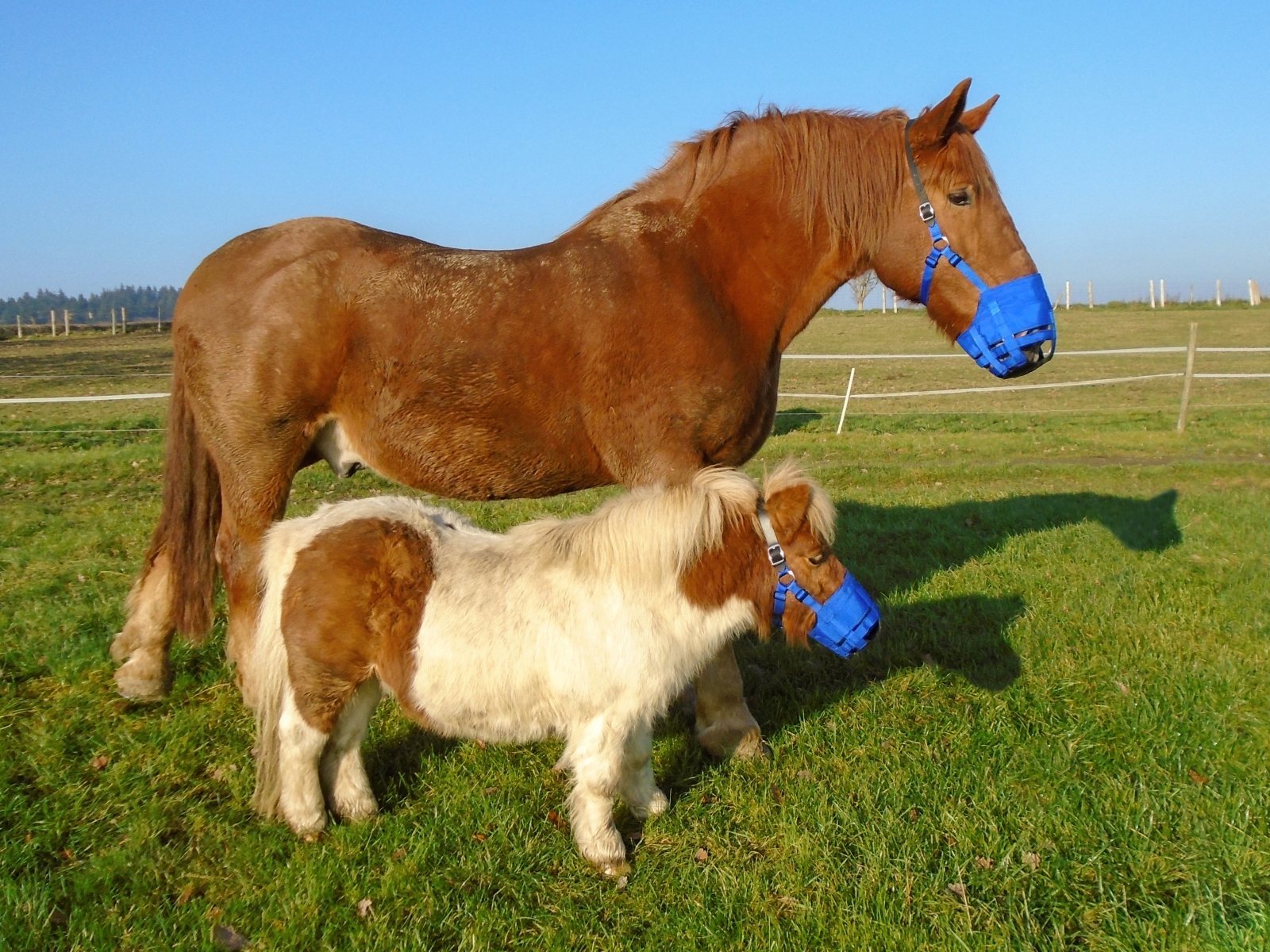 Ultimate Horse And Pony Muzzle