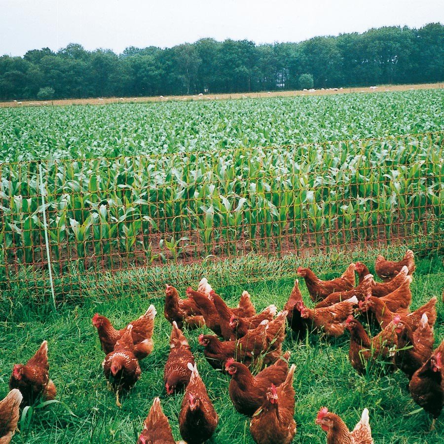 Electric Net Poultry - 50m