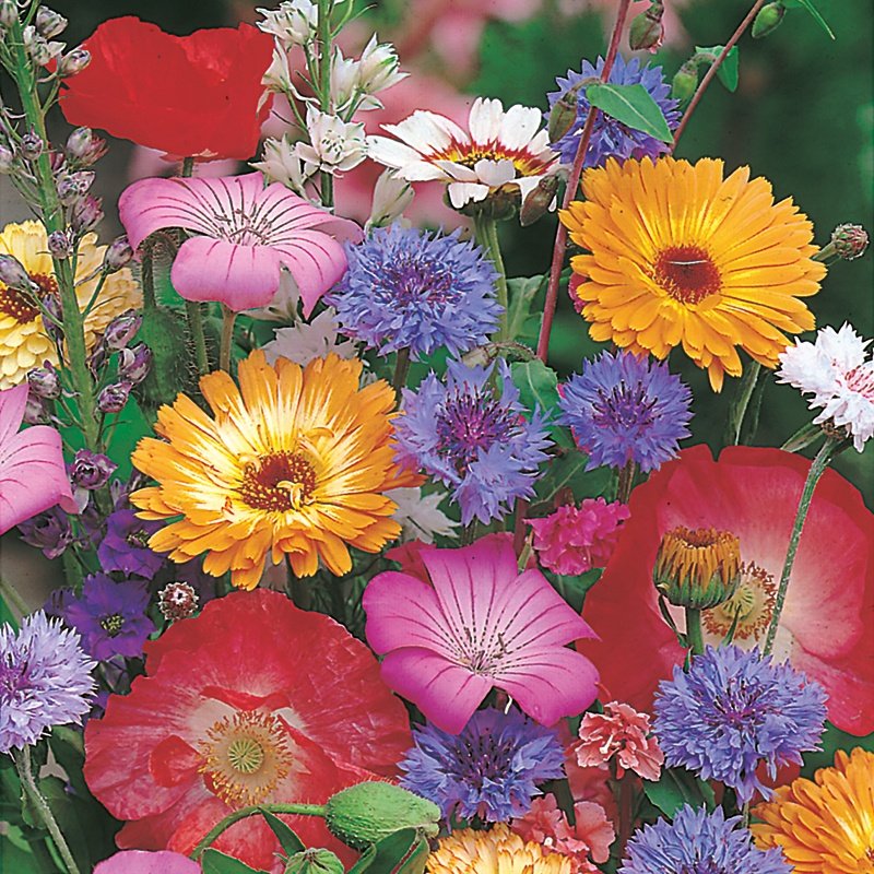 Rhs Flower Box Cottage Garden Mix