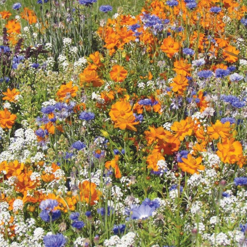 Rhs Flower Box For Bees
