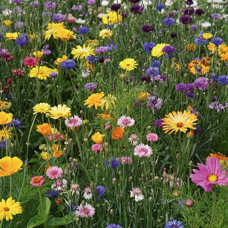 Rhs Flower Box For Wildlife - Bright Mix