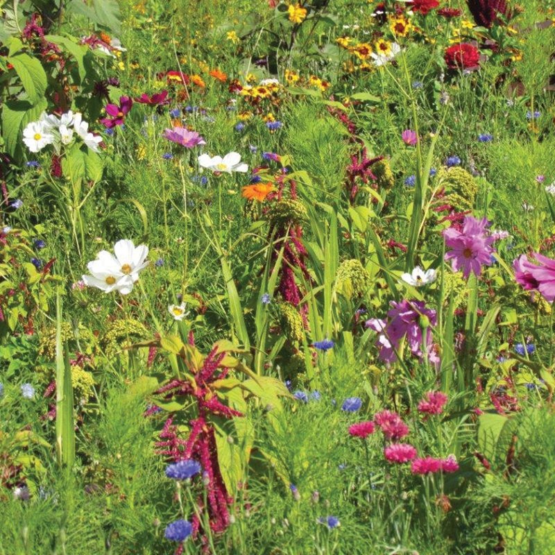 Rhs Flower Box For Birds