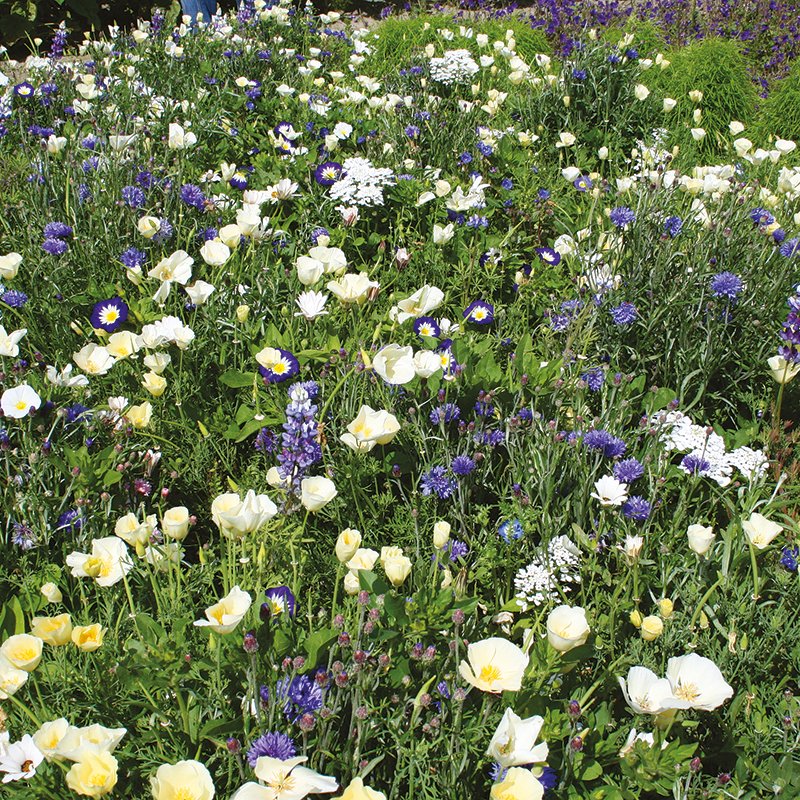 Rhs Flower Box For Wildlife - Cool Mix