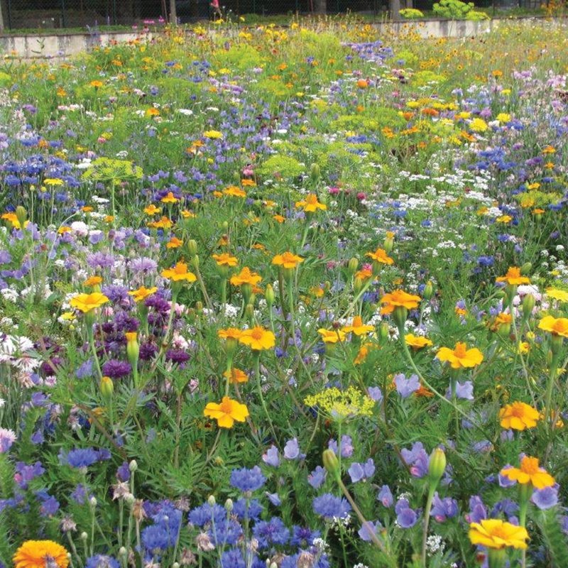 Rhs Flower Box For Insects