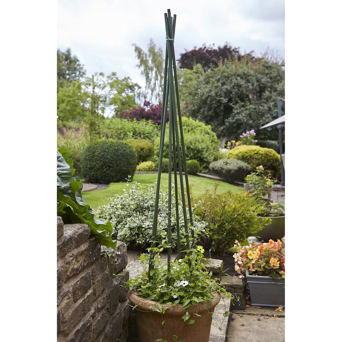 Tom Chambers Plant Stake - 180cm