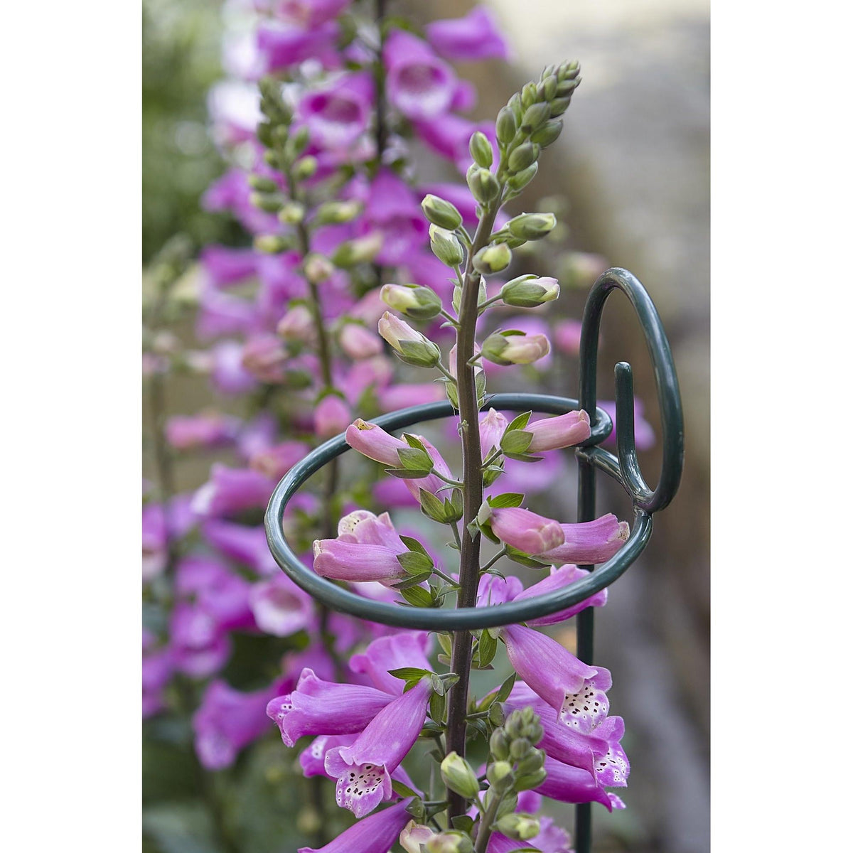 Tom Chambers Support Single Stem