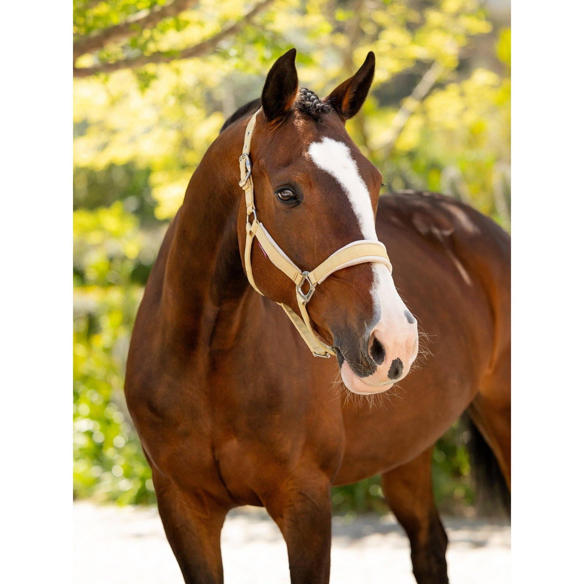 LeMieux Versailles Headcollar